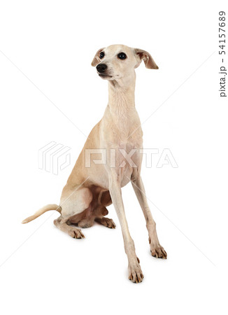 Italian Greyhound dog isolated on a white 54157689