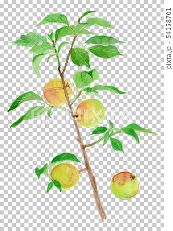 Prunus mume plum berry 54158701