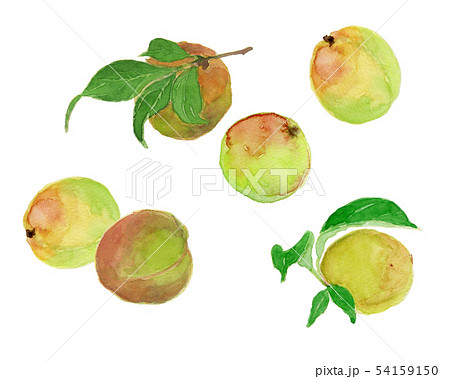 Prunus Mume 梅の実のイラスト素材