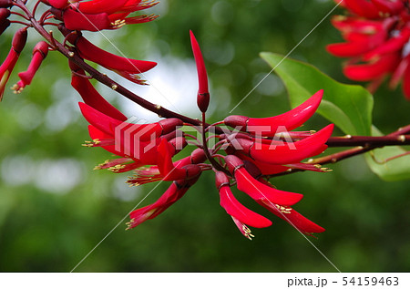 サンゴシトウの花 サンゴシトウの花 54159463