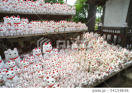 世田谷　豪徳寺　招き猫 54159636