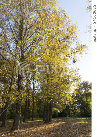 Yellow foliage, autumn Yellow foliage, autumn 54160625