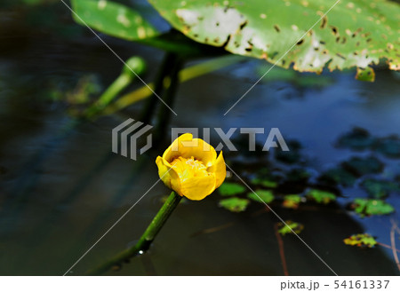 コウホネ コウホネ 54161337