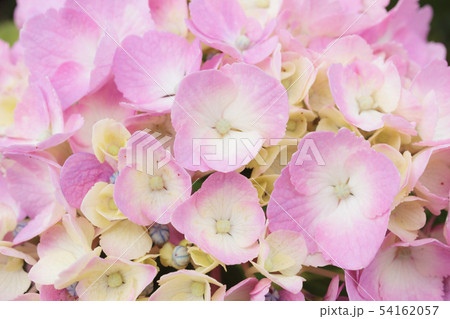 紫陽花のクローズアップ 紫陽花のクローズアップ 54162057
