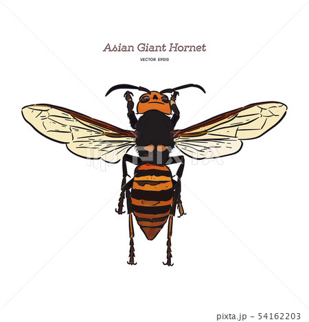 Giant asian hornet, hand draw sketch vector. 54162203
