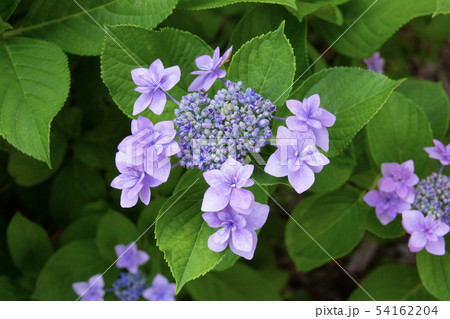 カワイイ紫陽花 あじさい の花の写真素材