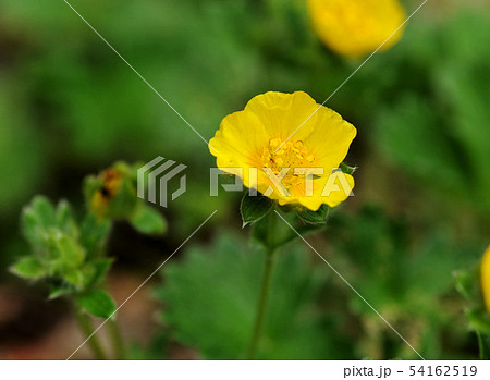 キンバイソウ 54162519