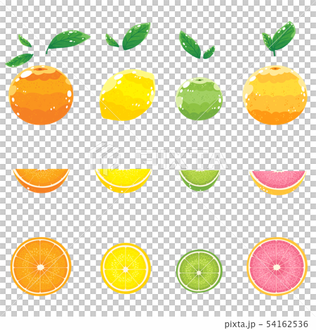 citrus fruit 54162536