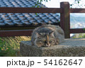 尾道の野良猫 54162647
