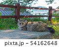 尾道の野良猫 54162648