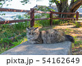 尾道の野良猫 54162649