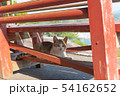 尾道の野良猫 54162652