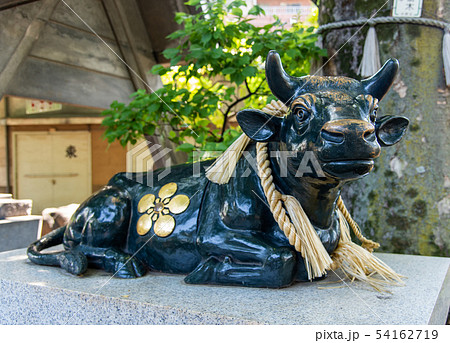 東京都中野区にある新井天神北野神社：撫で牛の写真素材 [54162719