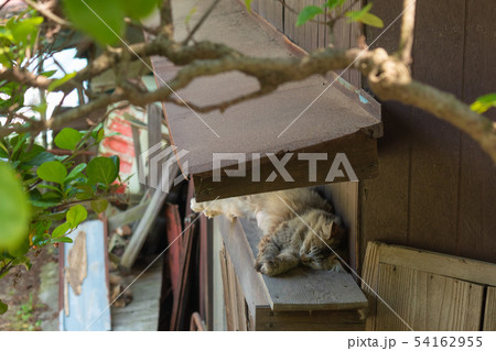 尾道の野良猫 54162955