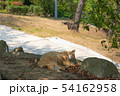 尾道の野良猫 54162958