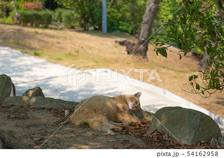 尾道の野良猫 54162958