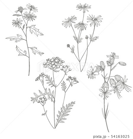 Collection of hand drawn flowers and herbs. Botanical plant illustration. Vintage medicinal herbs Collection of hand drawn flowers and herbs. Botanical plant illustration. Vintage medicinal herbs 54163025