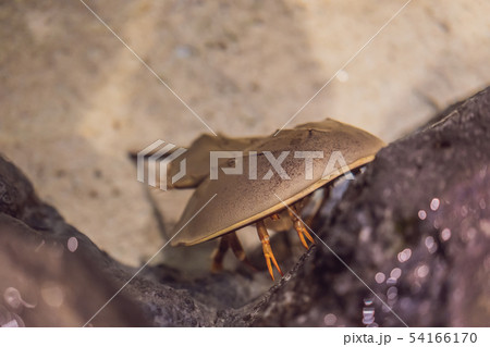 The horsetail crab is a detachment of aquatic helicera from the merostomy class. The name is given 54166170