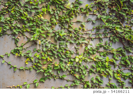Texture of the old wooden fence and lash plants 54166211