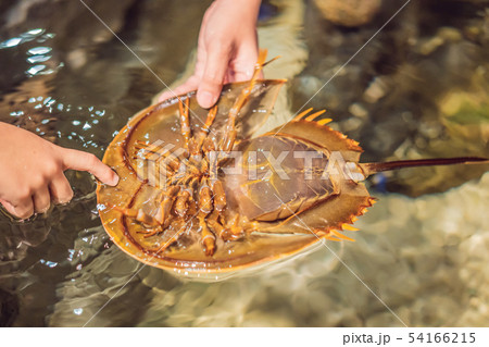 The horsetail crab is a detachment of aquatic helicera from the merostomy class. The name is given 54166215