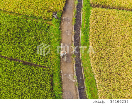 Image of beautiful Terraced rice field in water season and Irrigation from drone,Top view of rices Image of beautiful Terraced rice field in water season and Irrigation from drone,Top view of rices 54166255