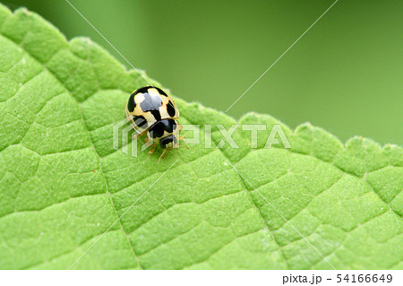 ヒメカメノコテントウ 54166649
