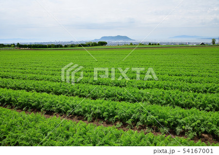 北海道函館市桔梗町の畑作地域でニンジン畑の初夏の風景を撮影 54167001