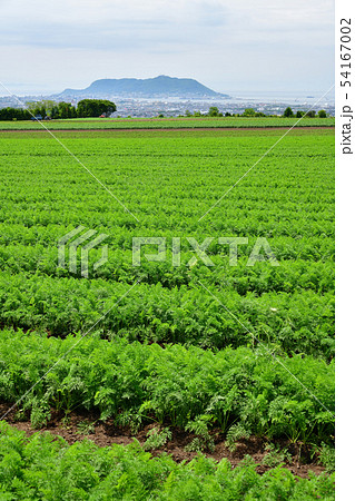 北海道函館市桔梗町の畑作地域でニンジン畑の初夏の風景を撮影 54167002