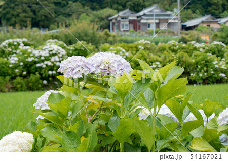 淡路島・花山水の紫陽花 54167021