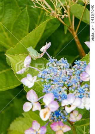 アジサイの葉に乗るアマガエル 54167040