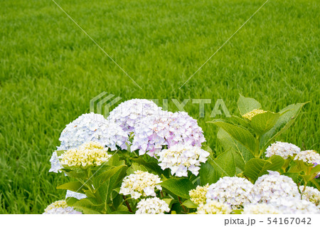 淡路島・花山水の紫陽花 淡路島・花山水の紫陽花 54167042
