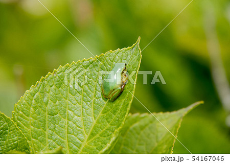 アジサイの葉に乗るアマガエル 54167046