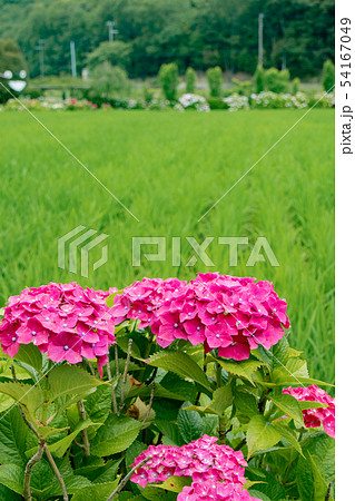 淡路島・花山水の紫陽花 淡路島・花山水の紫陽花 54167049