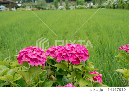 淡路島 花山水の紫陽花の写真素材