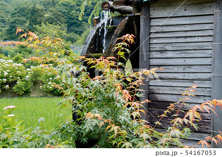 淡路島 花山水の紫陽花と水車小屋の写真素材