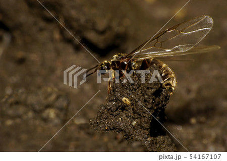 Macro side view of Caucasian brown formic uterus Macro side view of Caucasian brown formic uterus 54167107