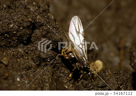 Macro side view of Caucasian brown ant with wings Macro side view of Caucasian brown ant with wings 54167112