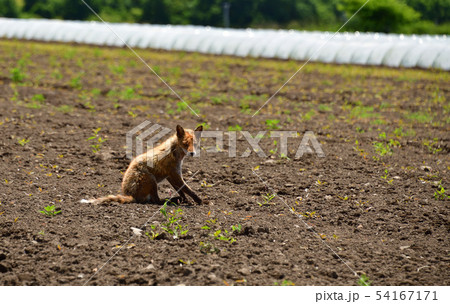 北海道函館市桔梗町で野生のキタキツネが畑で餌を探している風景を撮影 54167171
