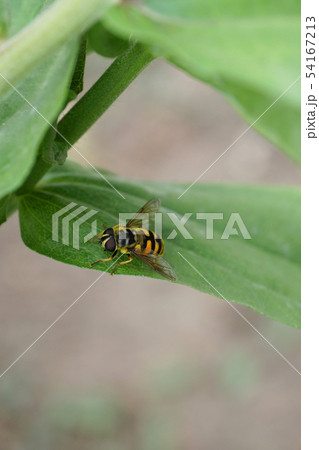 Close-up flower fly hoverfly of genus Didea 54167213