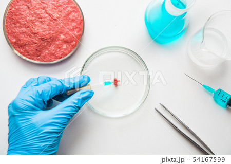 Laboratory studies of meat. Minced meat in Petri dish under the supervision of a scientis. 54167599