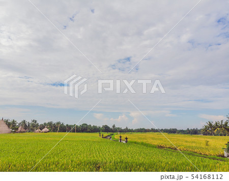 Image of beautiful Terraced rice field in water season and Irrigation from drone,Top view of rices 54168112