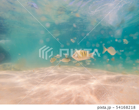 Beautiful tropical fish on the white sand beach 54168218
