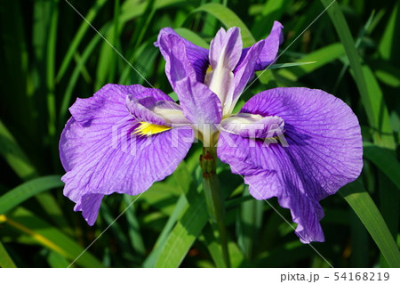 北潟湖菖蒲公園　菖蒲　筑羽根 54168219