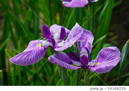 北潟湖菖蒲公園　菖蒲　筑羽根 54168220
