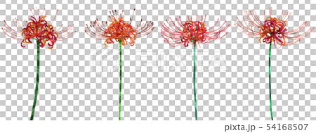 赤い彼岸花の花 カットイラストのセット 赤い彼岸花の花 カットイラストのセット 54168507