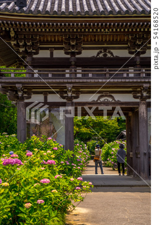 丹州観音寺　あじさい寺 54168520