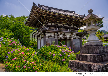 丹州観音寺　あじさい寺 54168577