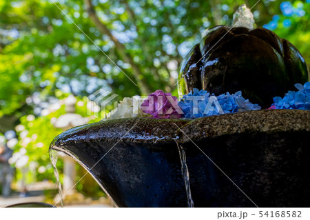 丹州観音寺　あじさい寺 54168582
