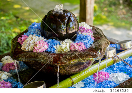 丹州観音寺　あじさい寺 54168586