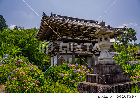 丹州観音寺　あじさい寺 54168597